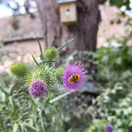 L'hirondelle Fourges