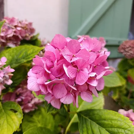 L'hirondelle * Fourges